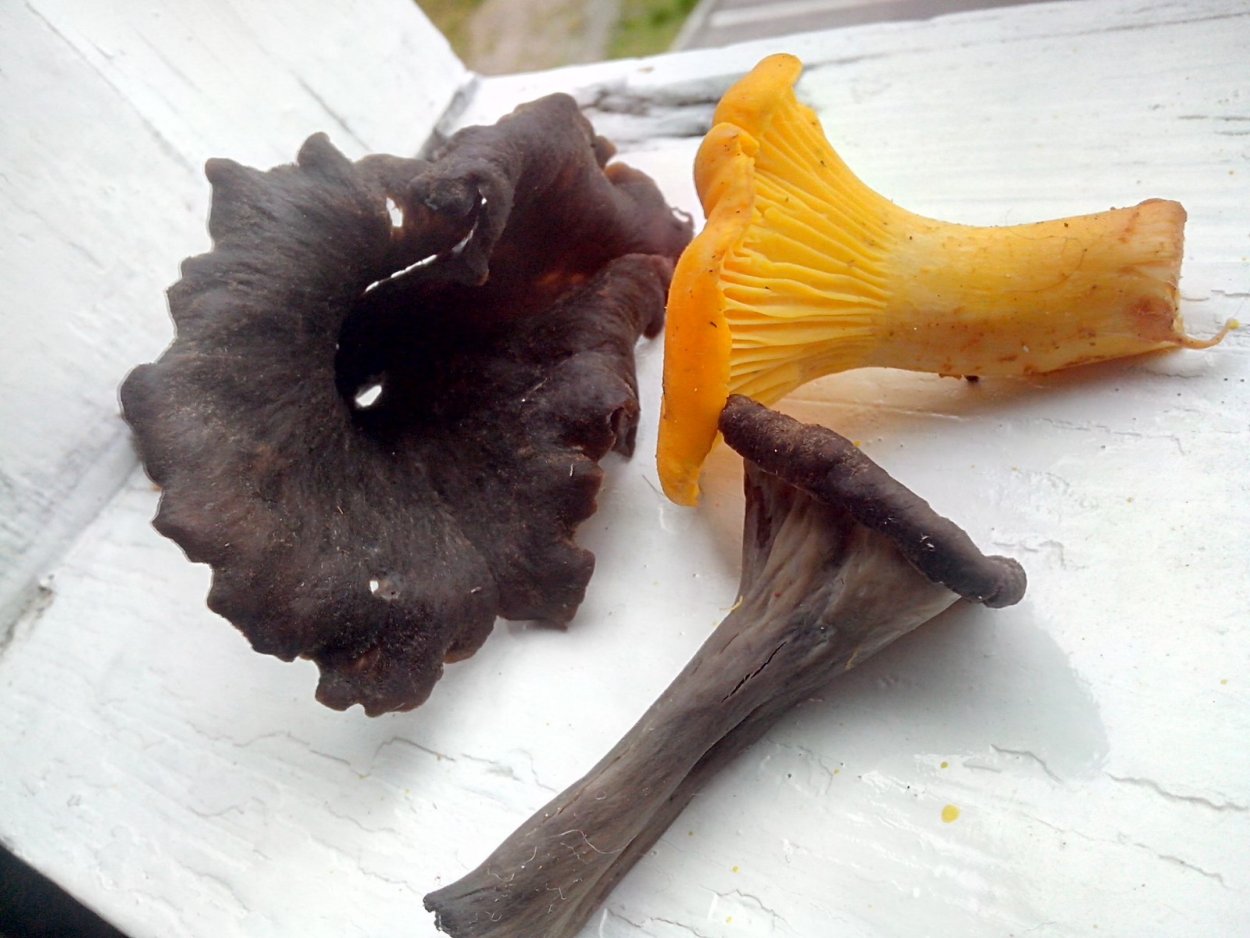 Cantharellus cinereus