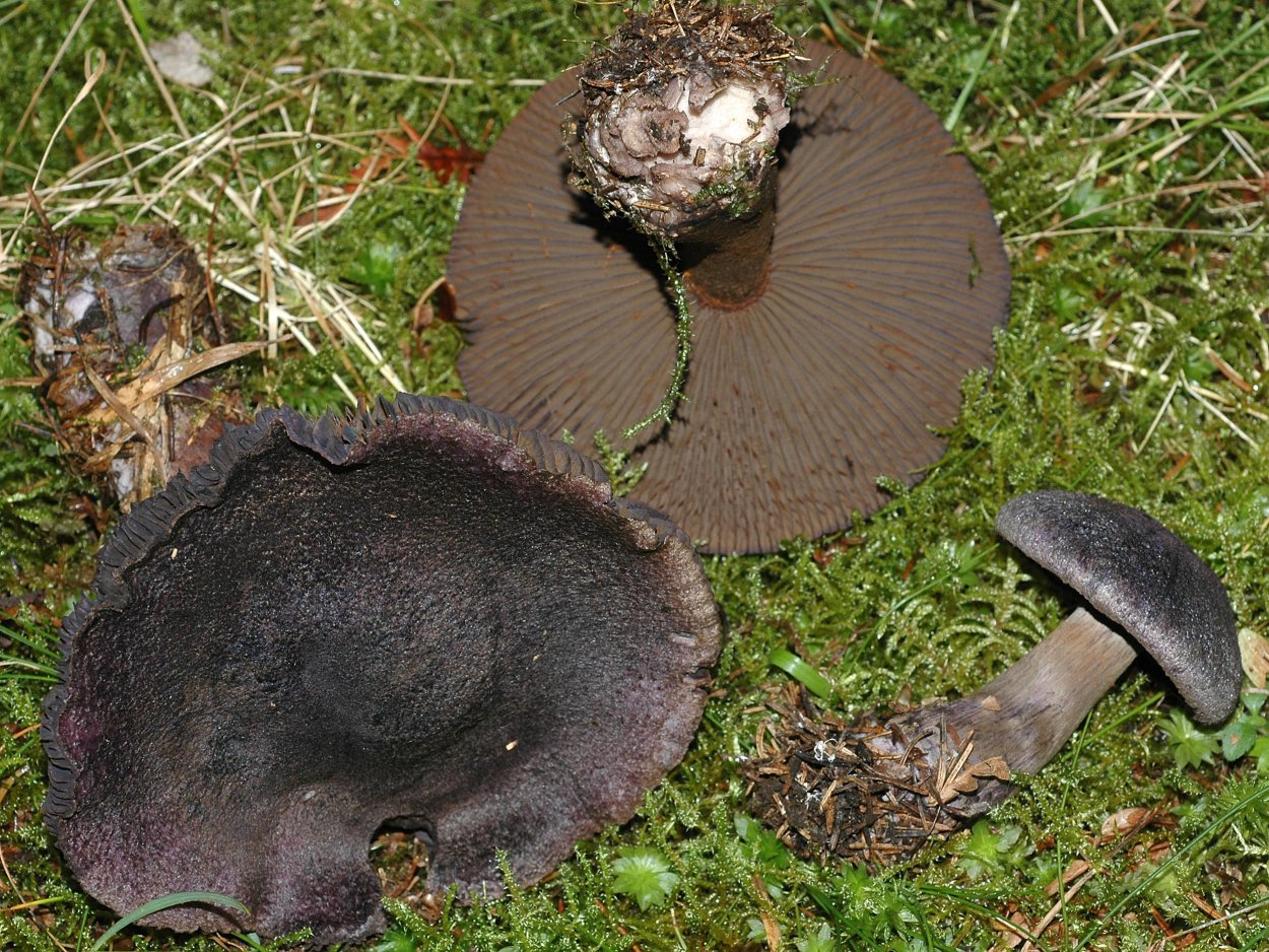 Trompeta de la muerte гриб
