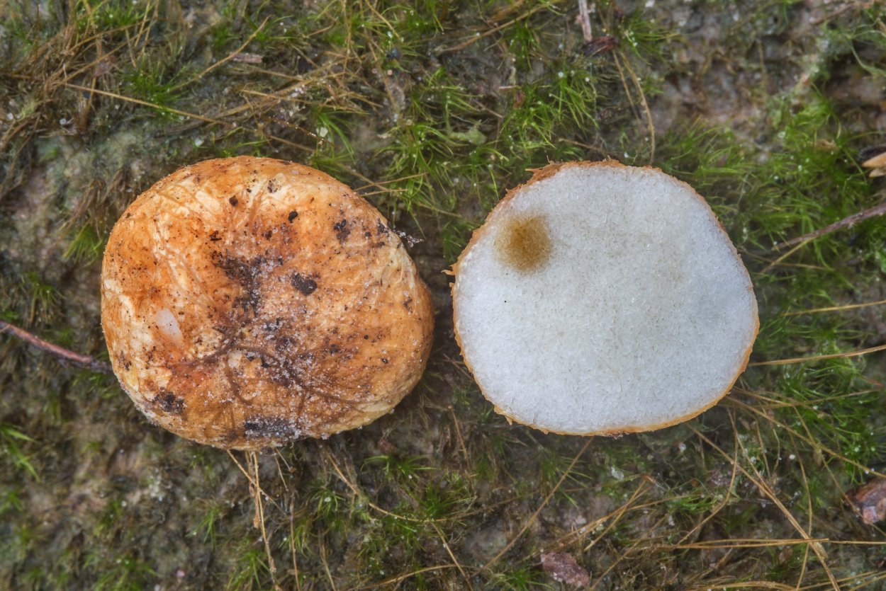 Ризопогон Паразитный - Rhizopogon parasiticus
