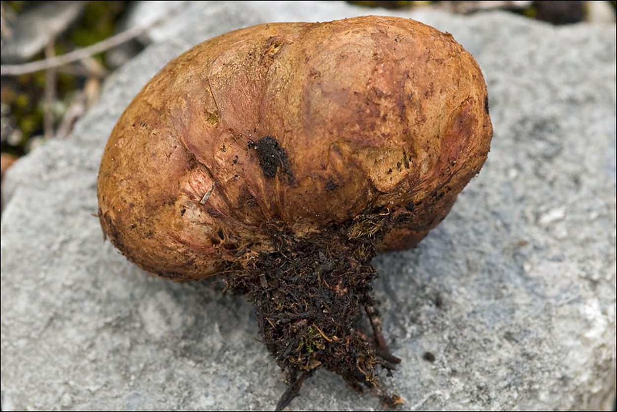 Rhizopogon luteolus