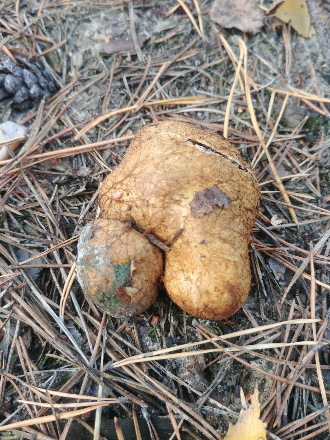Ризопогон гриб