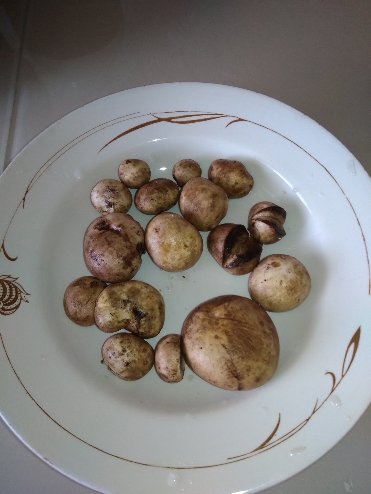 Ризопогон розоватый