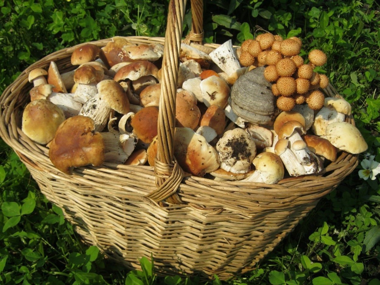Корзина с грибами