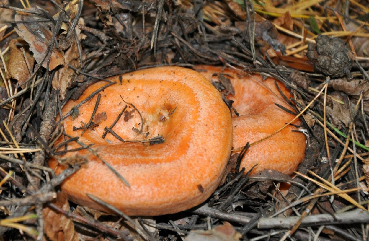 Рыжик Сосновый/Боровой (Lactarius deliciosus);