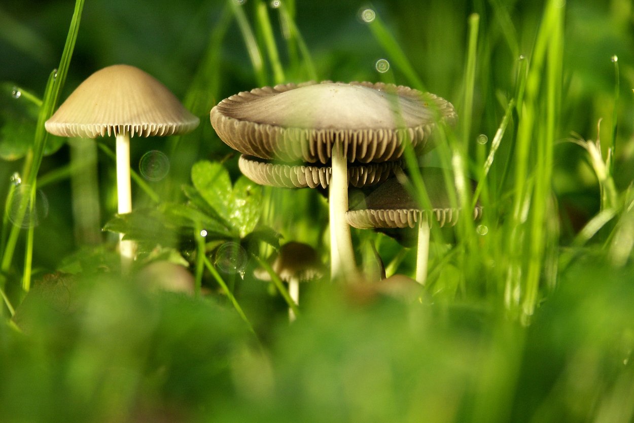 Красивые поганки фото