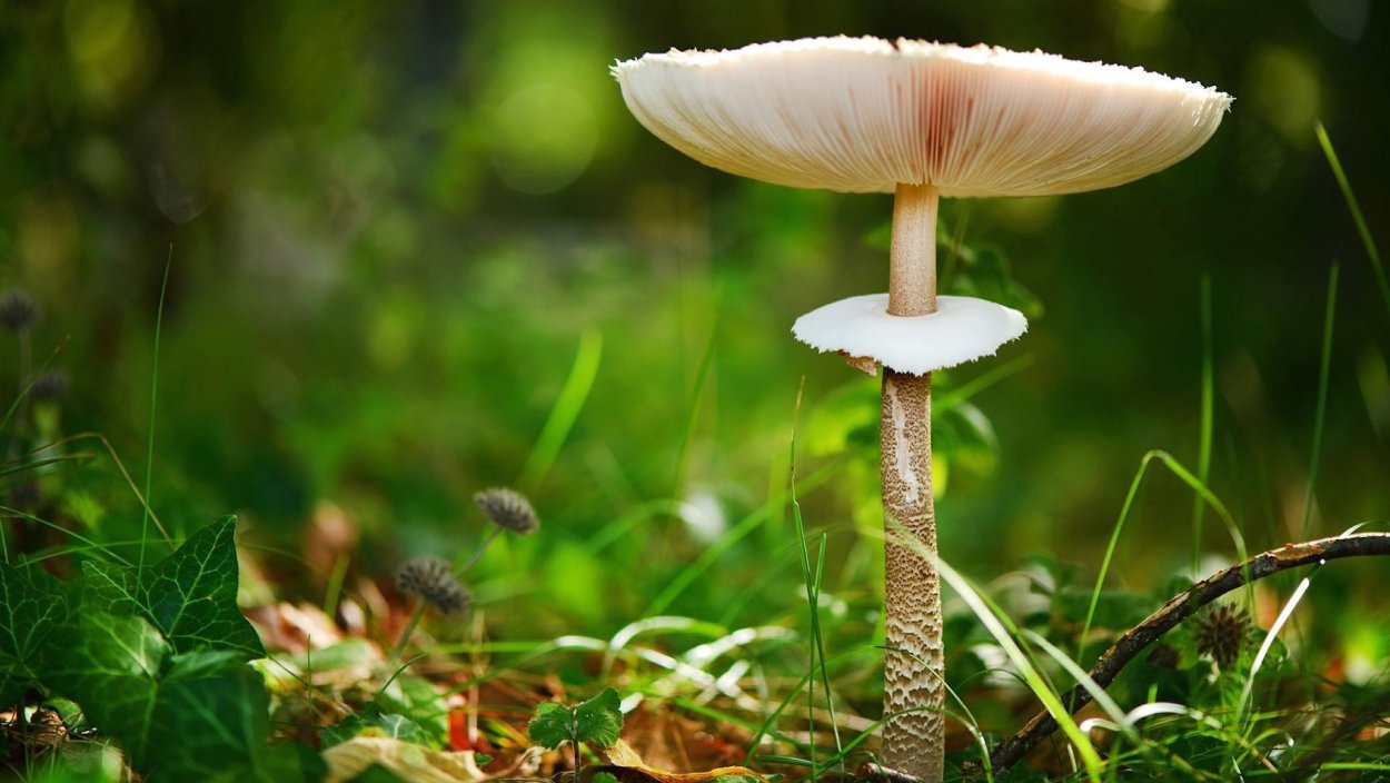 Обои ботаника грибы