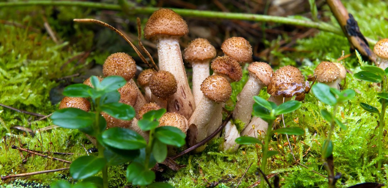 Опята в траве