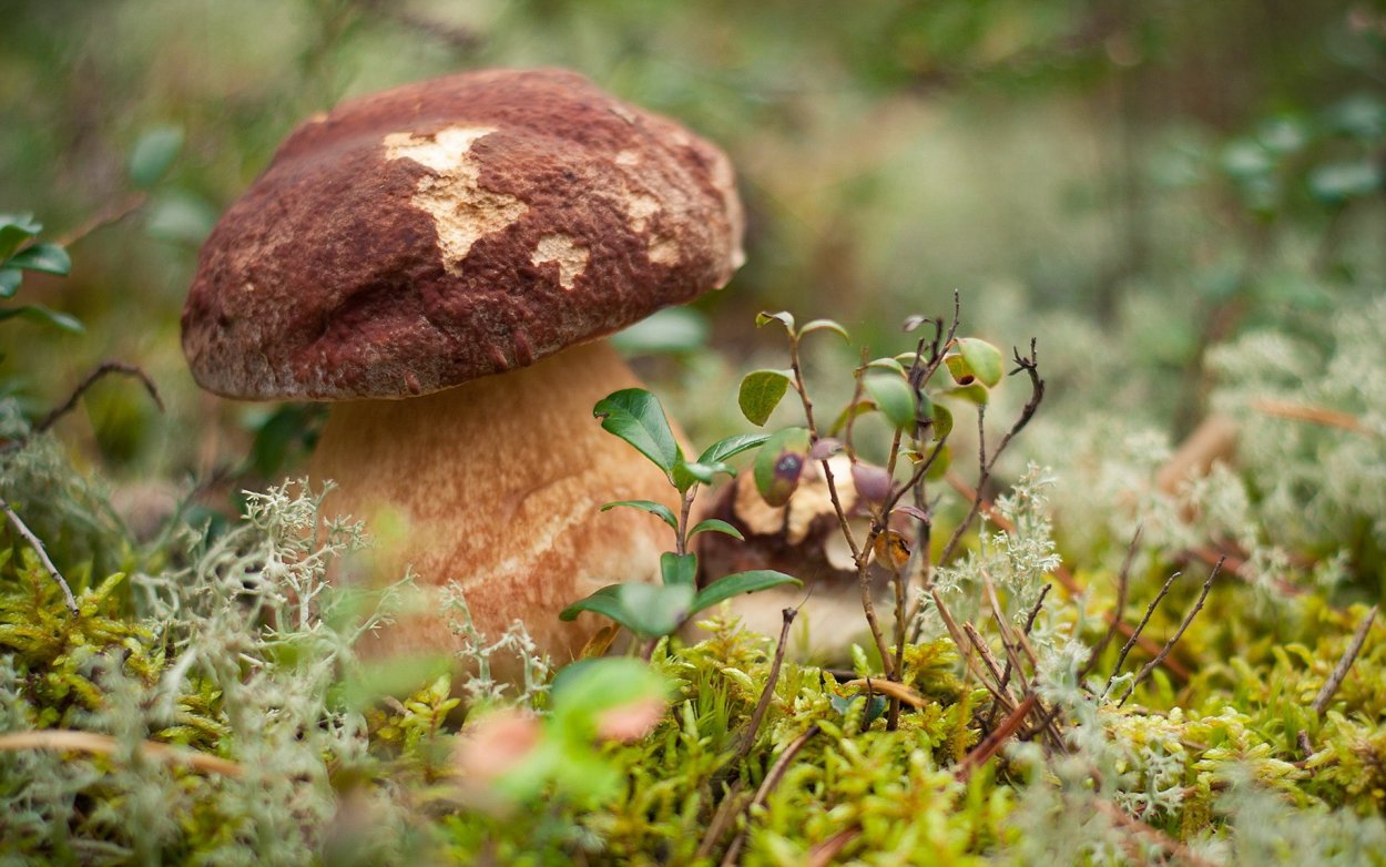 Осень грибы