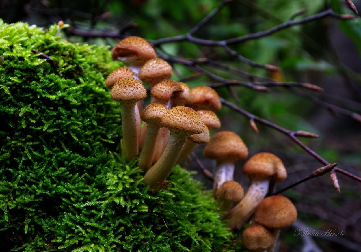 Маслята луговые