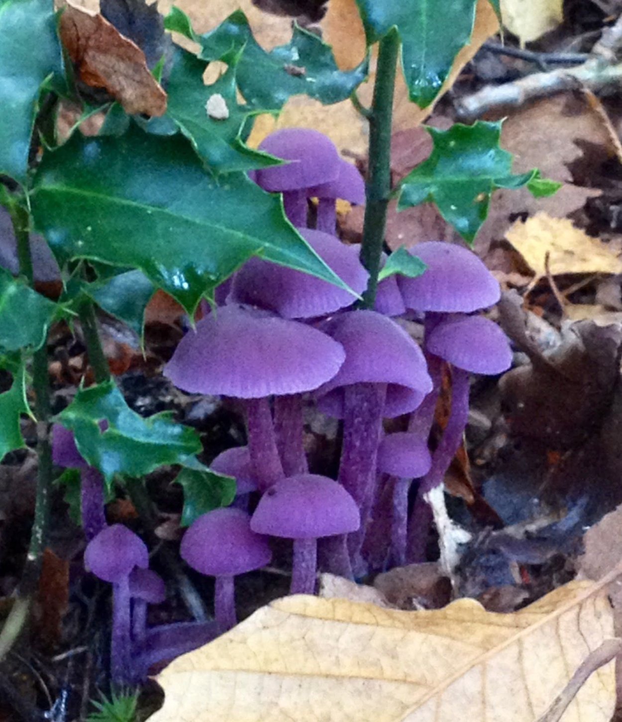 Лаковица Аметистовая / Amethyst Deceiver