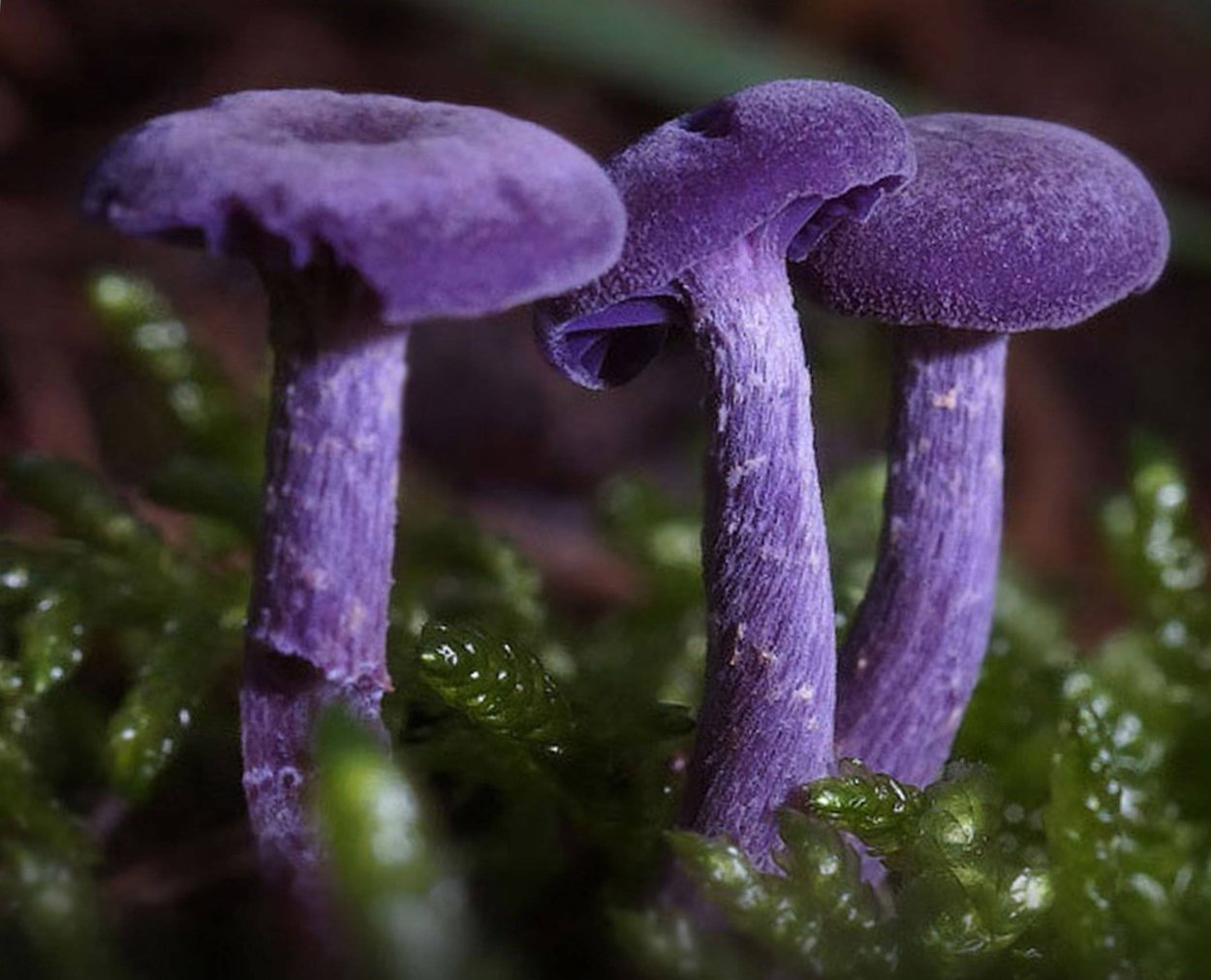 Лаковица Аметистовая / Amethyst Deceiver