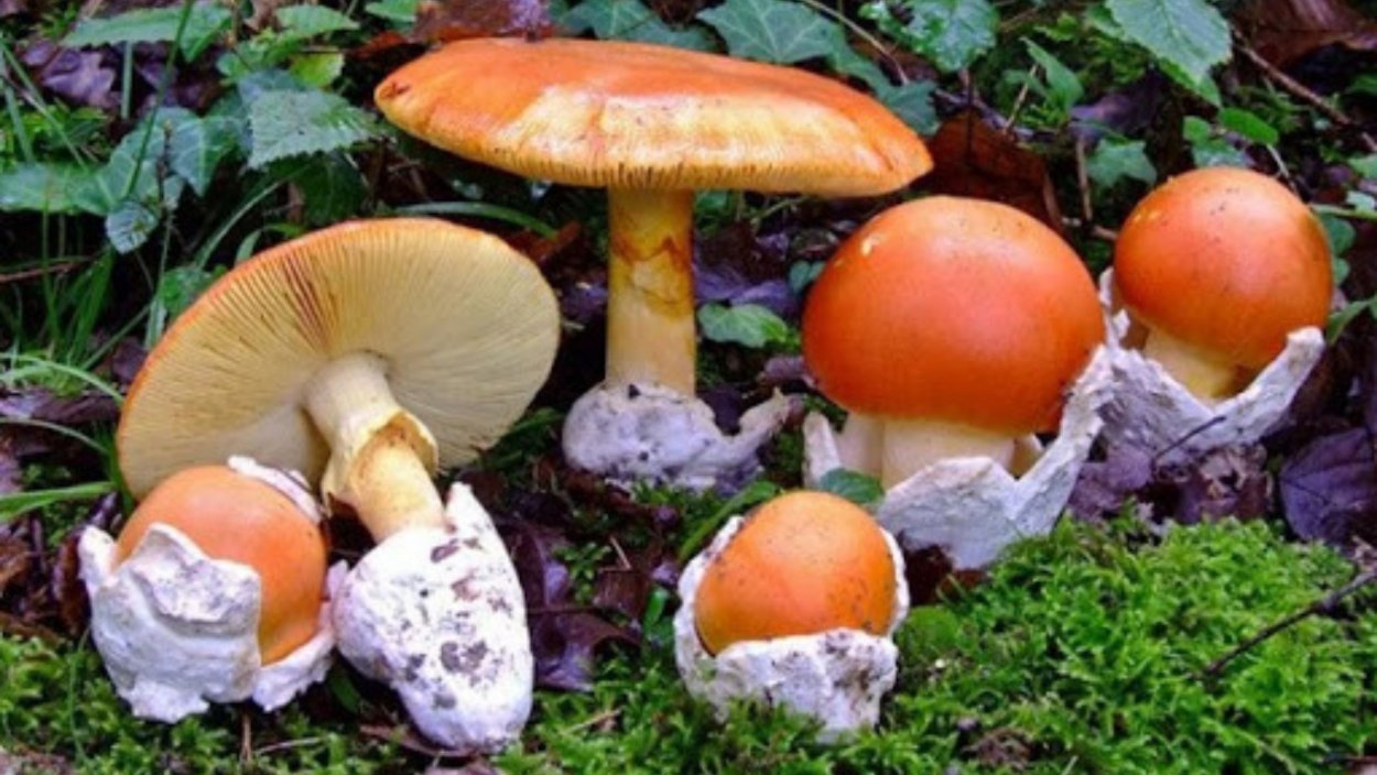 Цезарский мухомор