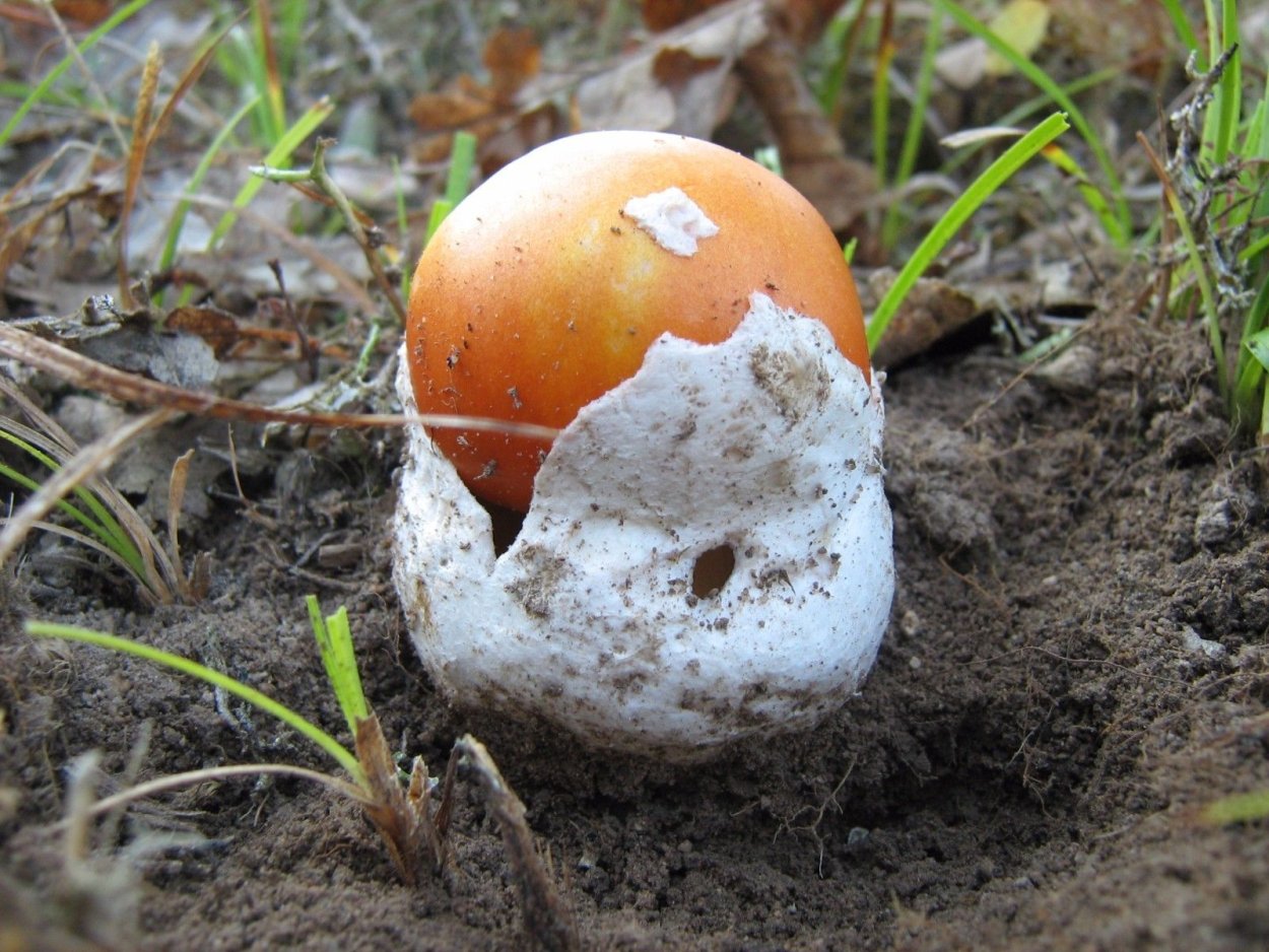 Цезарский гриб Amanita Caesarea