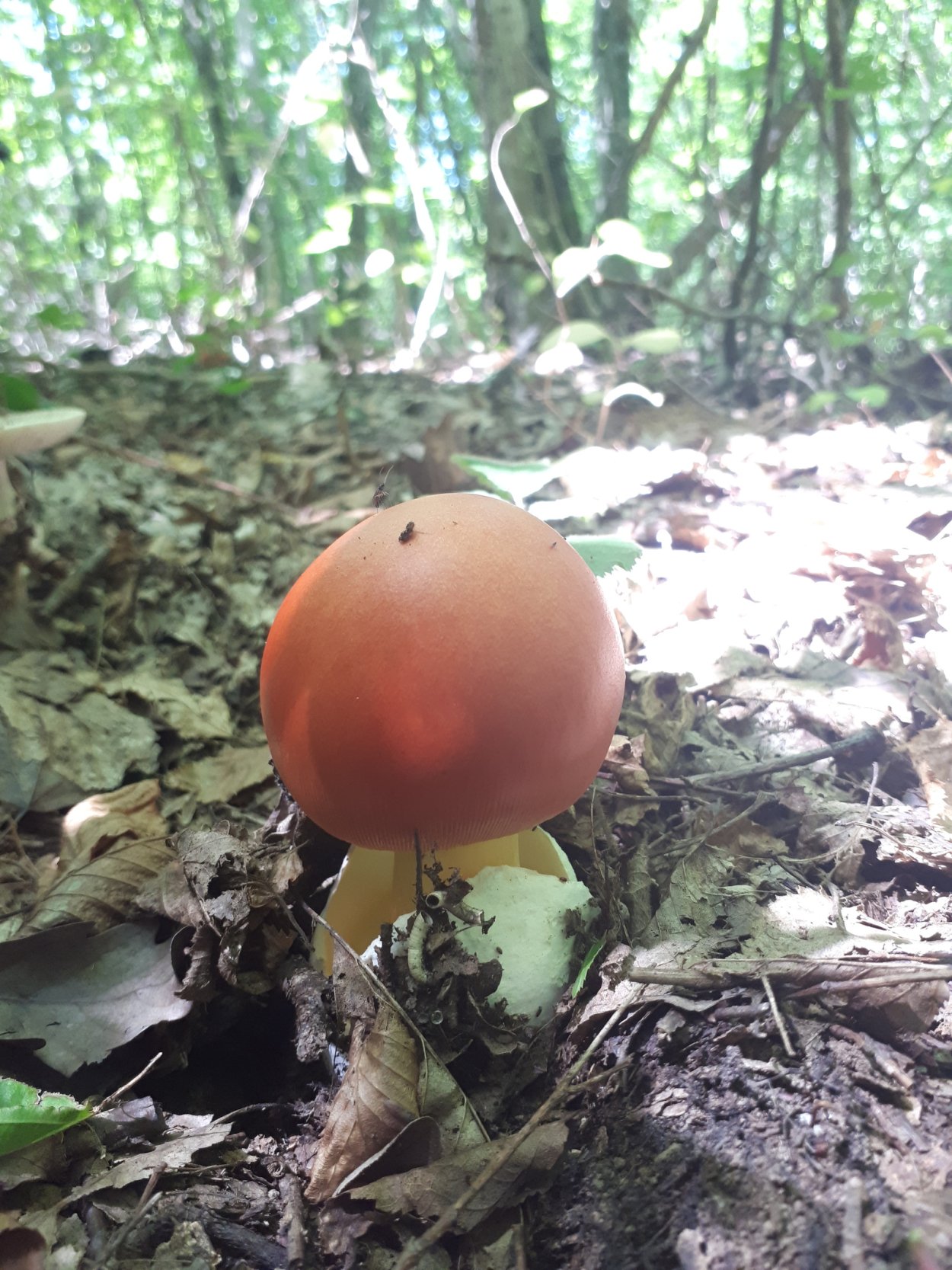 Цезарский гриб Дальневосточный Amanita caesareoides