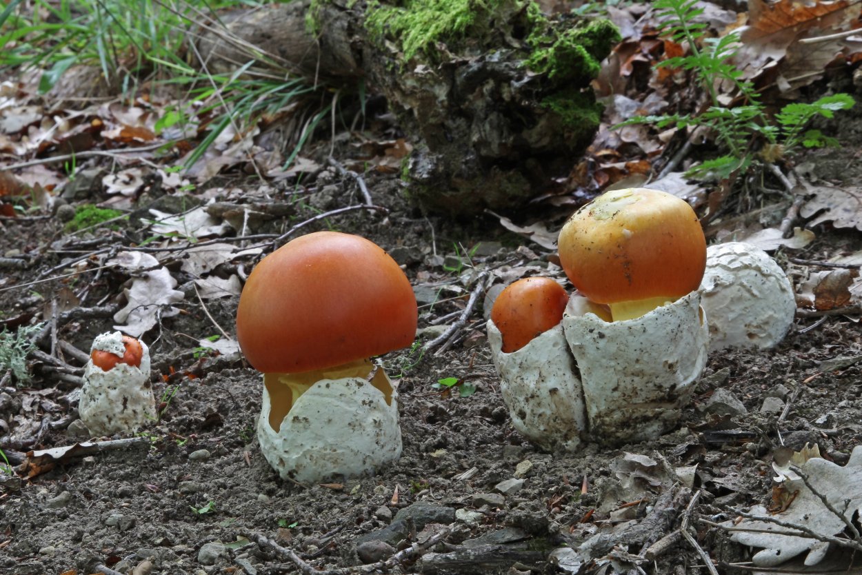Цезарский гриб Amanita Caesarea