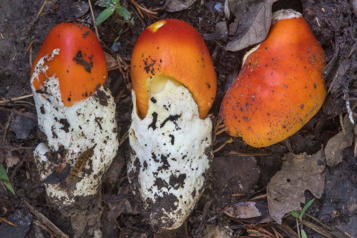Цезарский гриб Amanita Caesarea