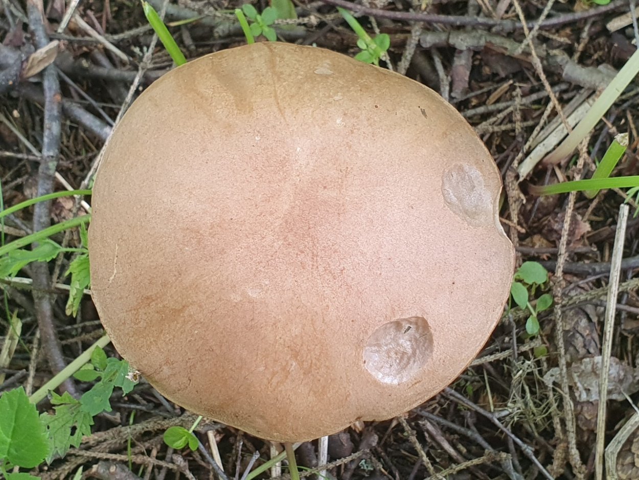 Грибы кубышки фото