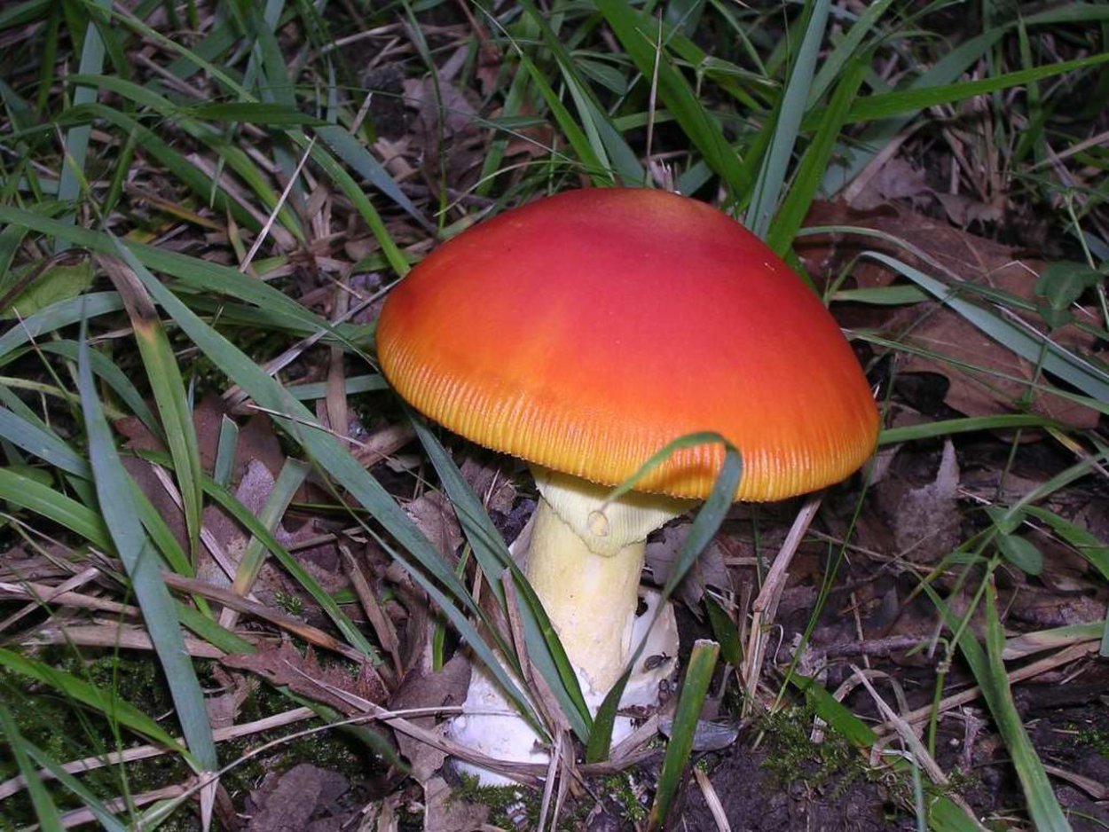 Цезарский гриб Amanita Caesarea