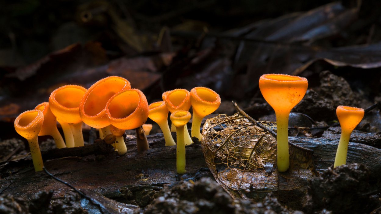 Hemitrichia calyculata