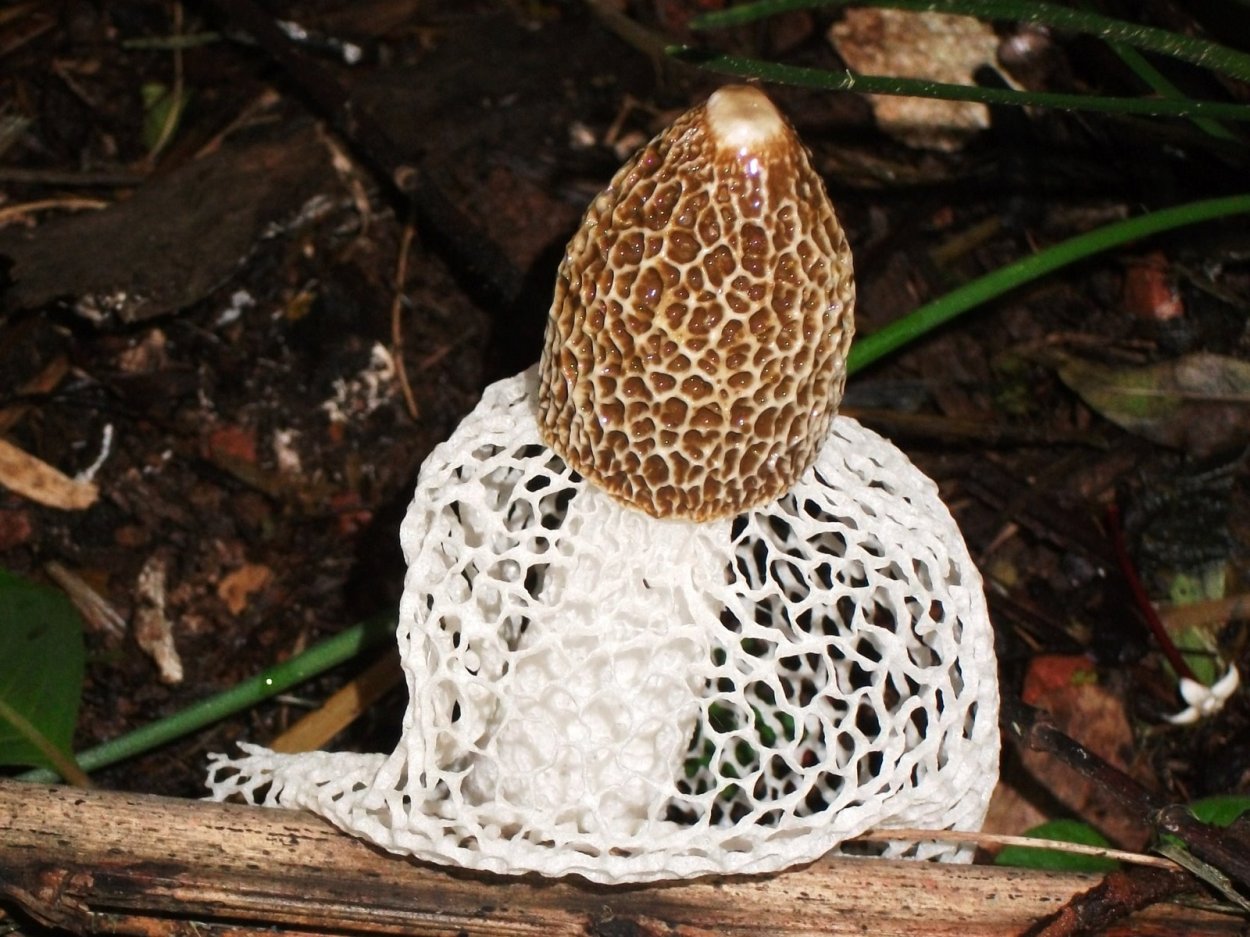 Suillus granulatus