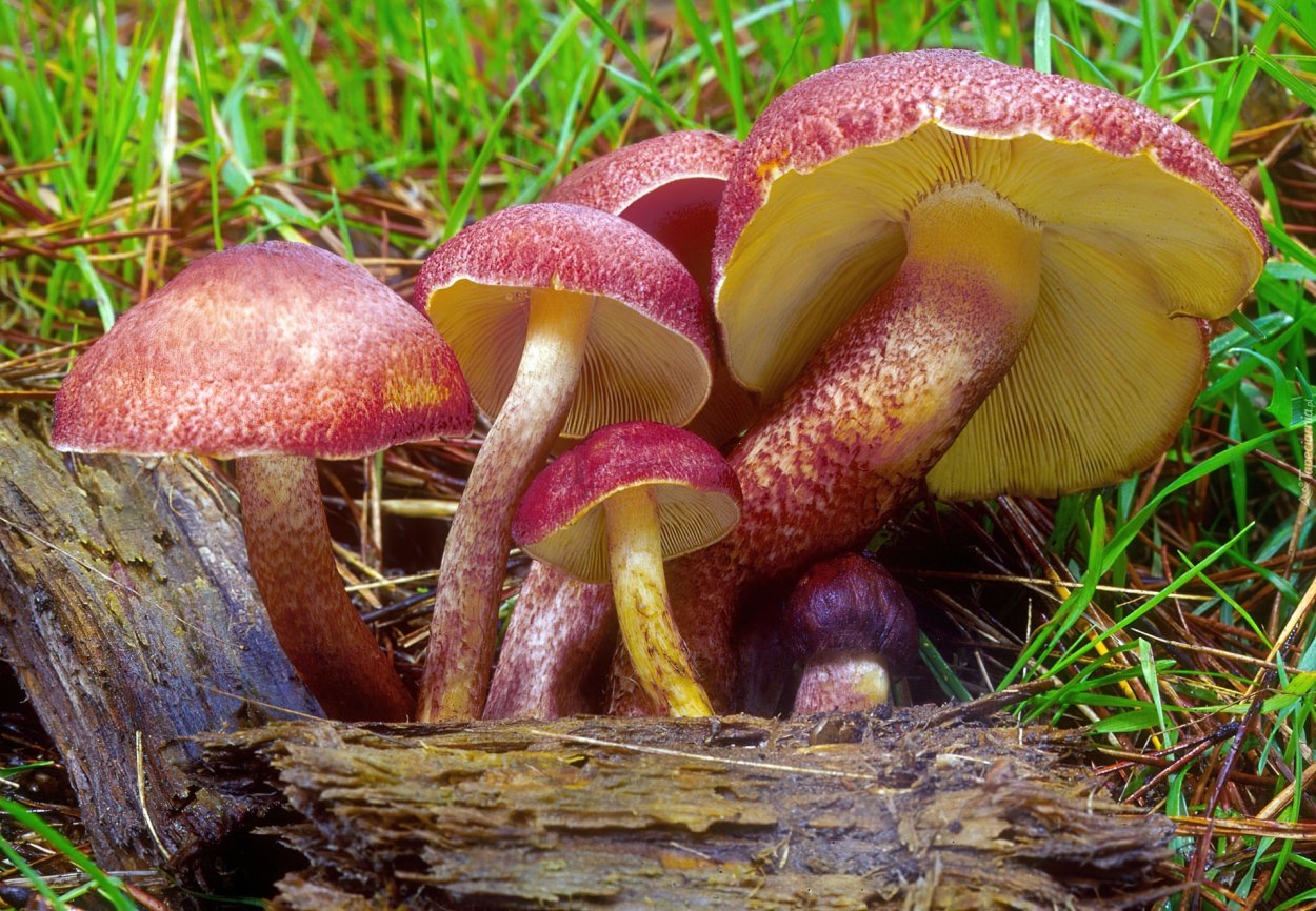 Млечник серо-розовый Lactarius helvus