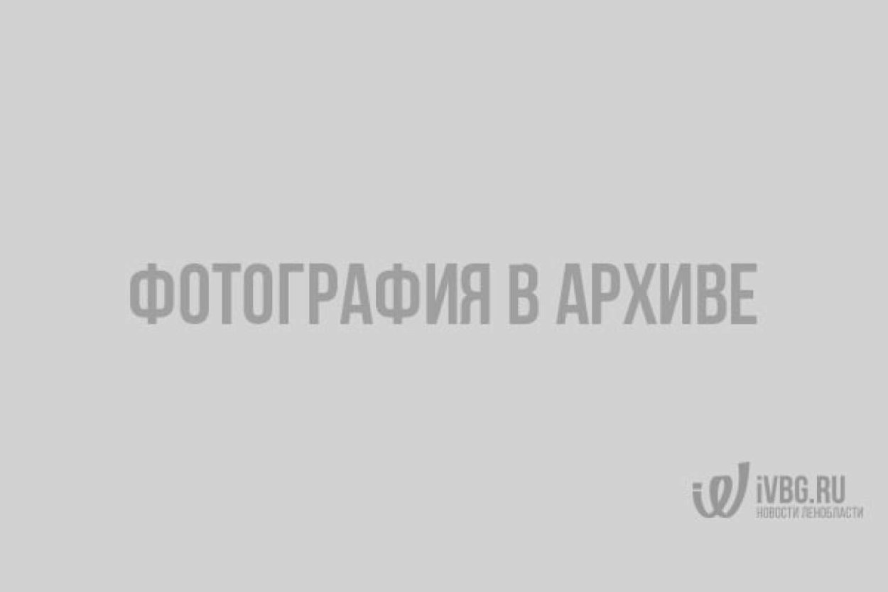 Масленок Козляк моховик