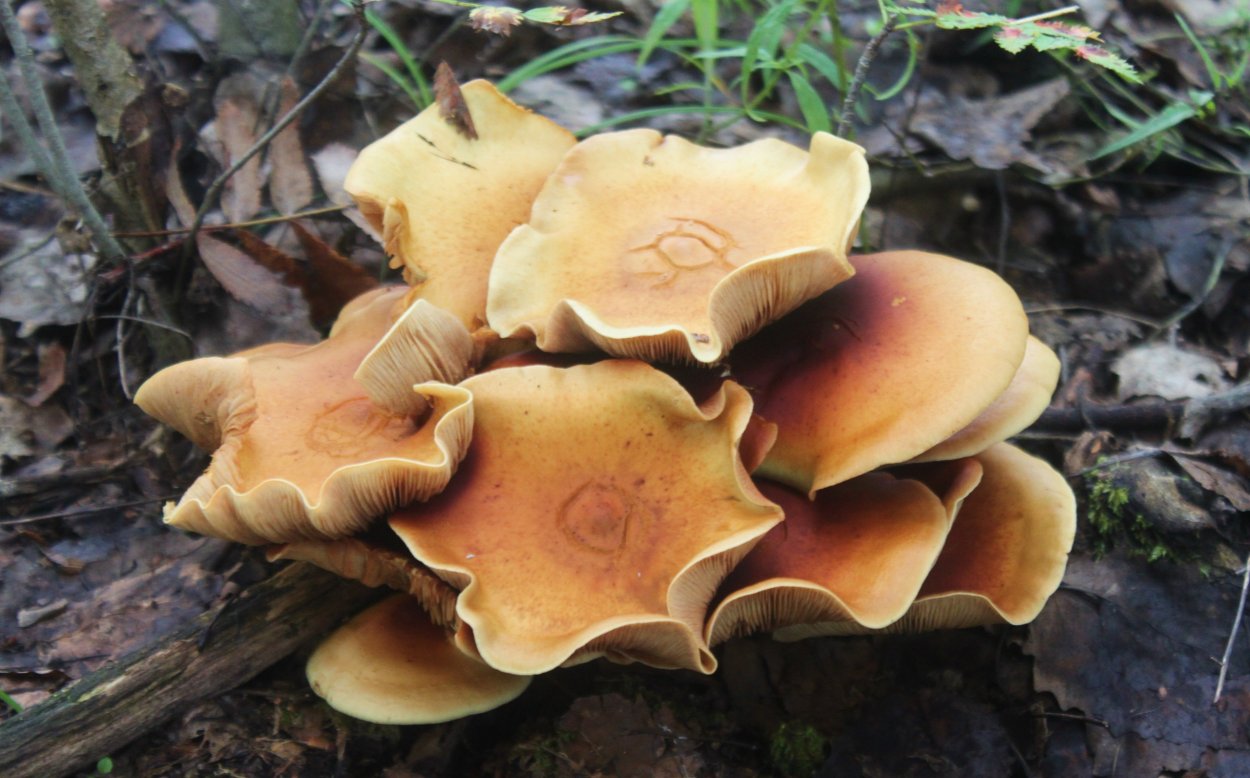 Козляк (Suillus bovinus)