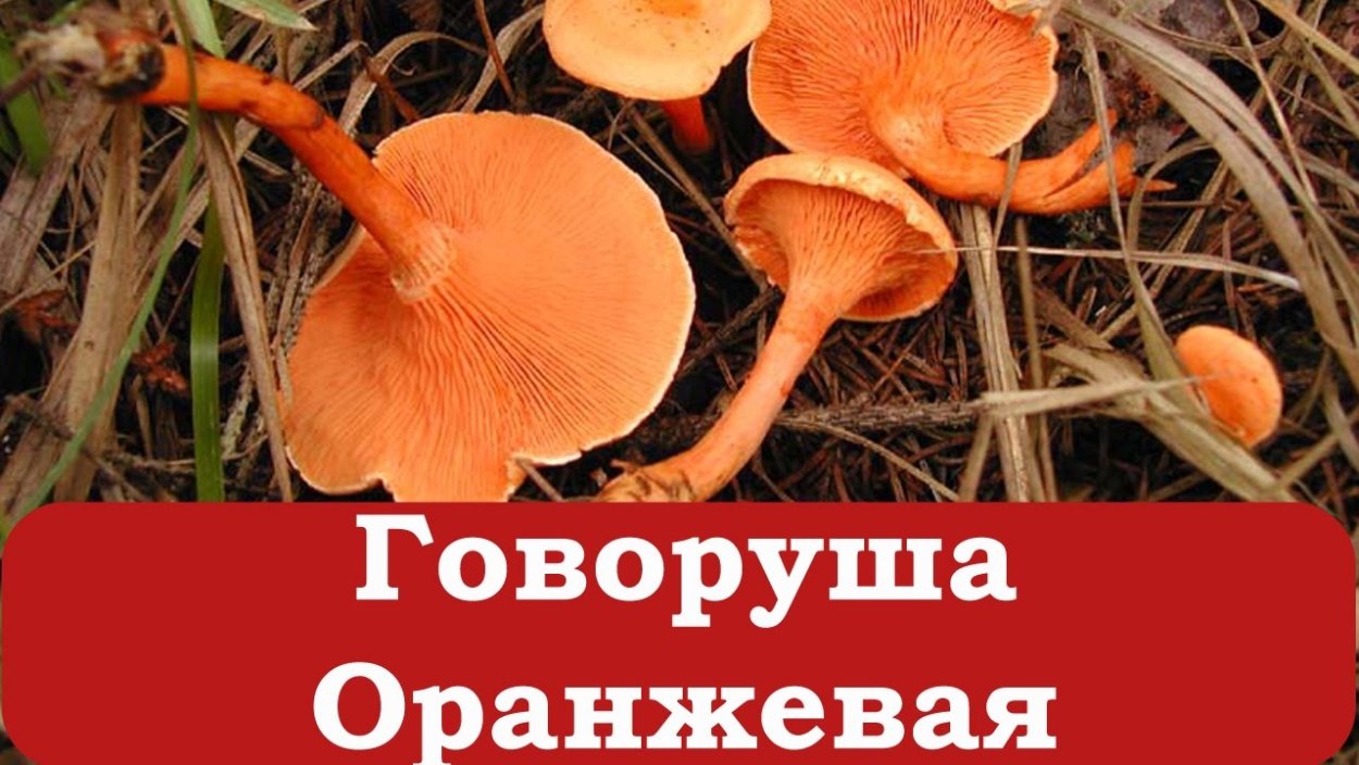 Трутовик оранжевого цвета