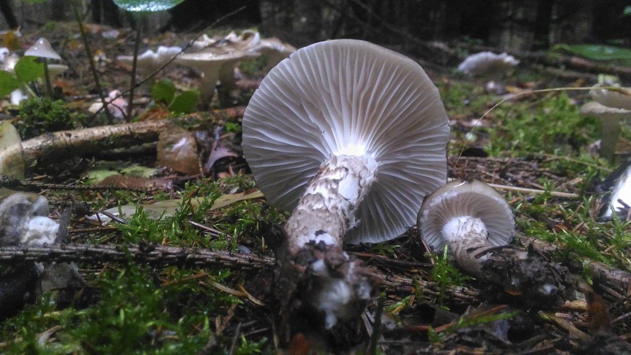 Cortinarius varius
