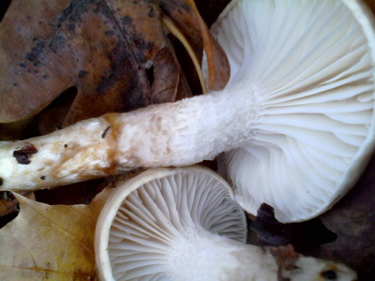 Hygrophorus hypothejus