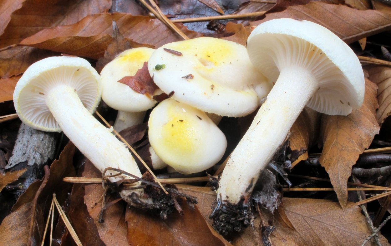 Hygrophorus piceae