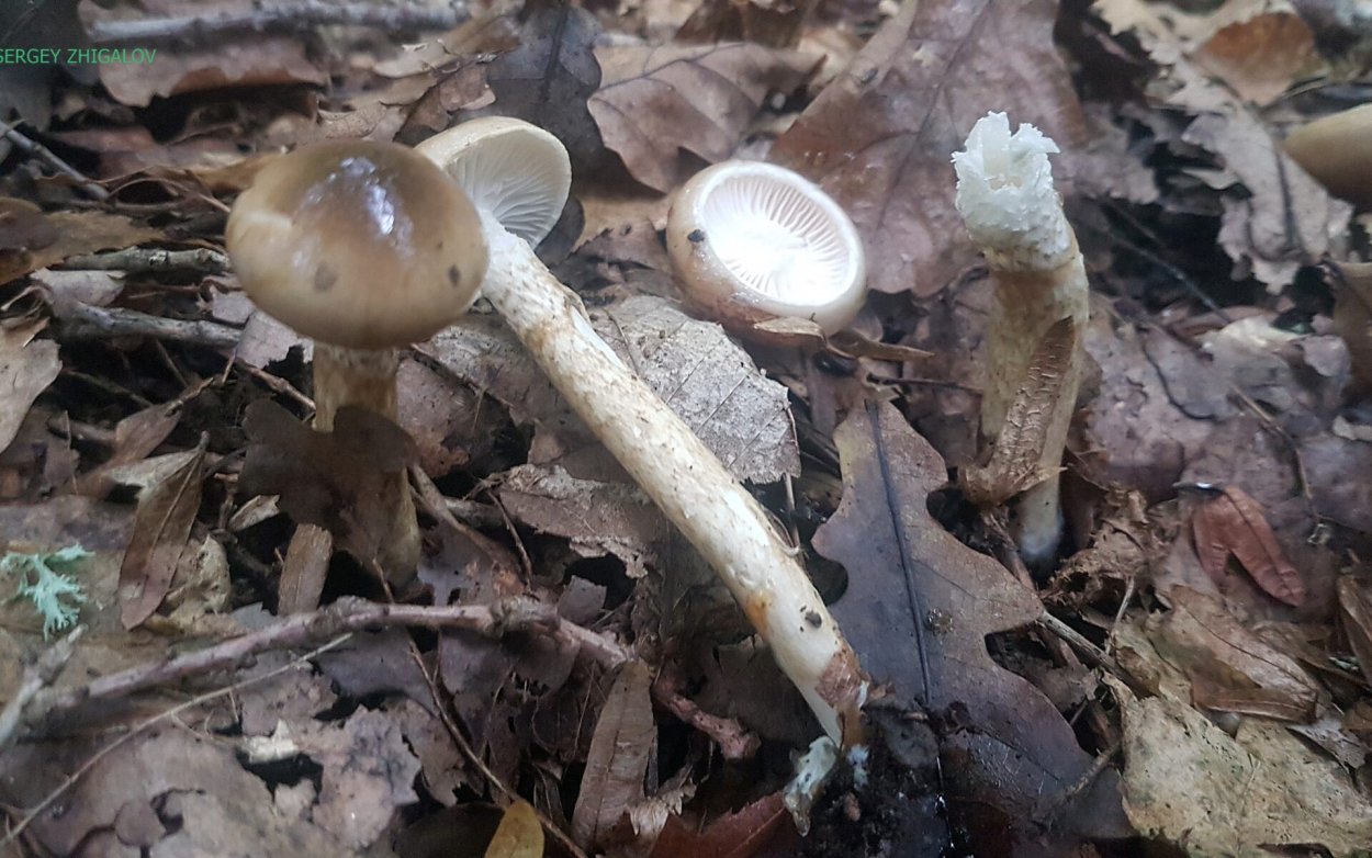 Гигрофор персона Hygrophorus persoonii