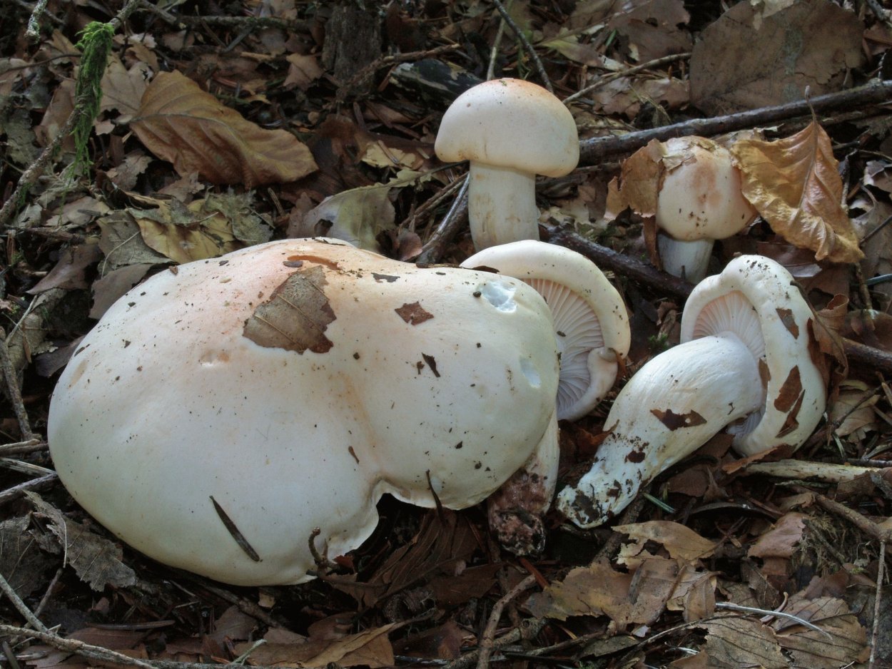 Гигрофор желтовато-белый (Hygrophorus eburneus)