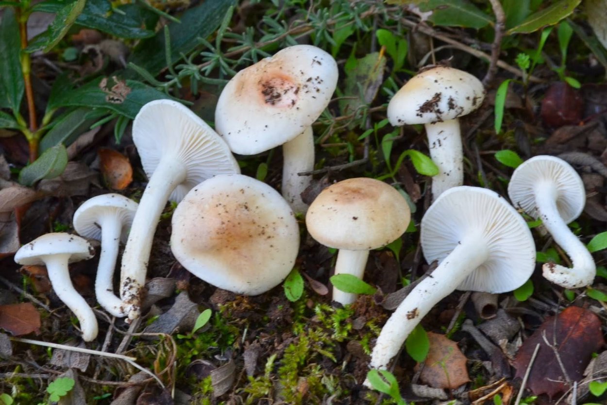 Гигрофор ароматный Hygrophorus agathosmus