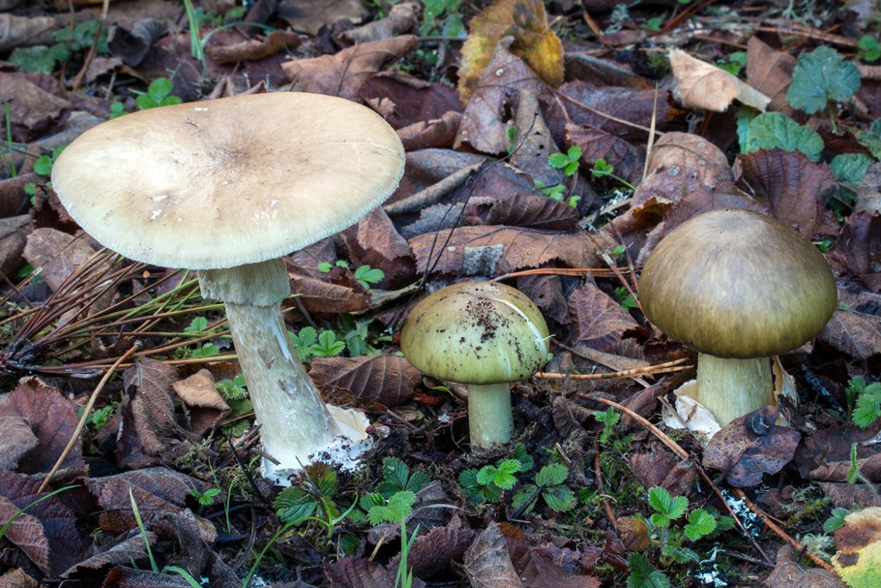 Hygrophorus agathosmus – гигрофор душистый