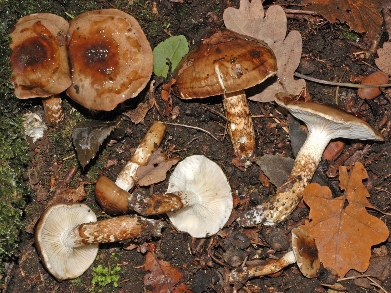 Cuphophyllus virgineus
