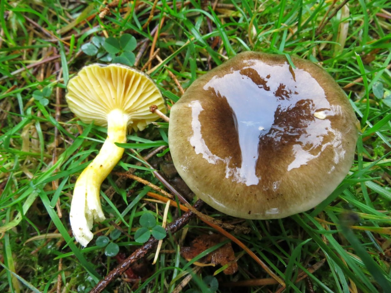 Hygrocybe pratensis