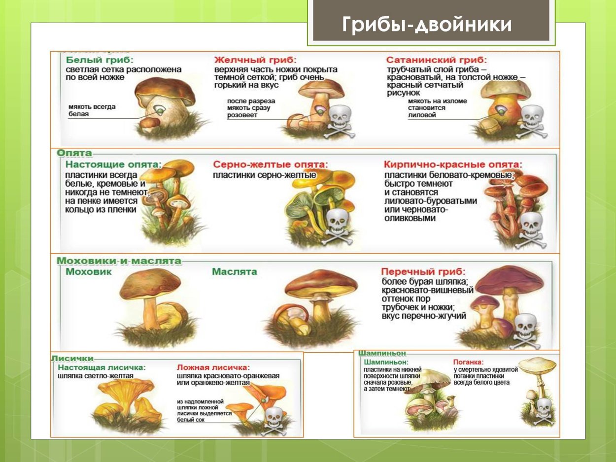 Грибы: съедобные и несъедобные