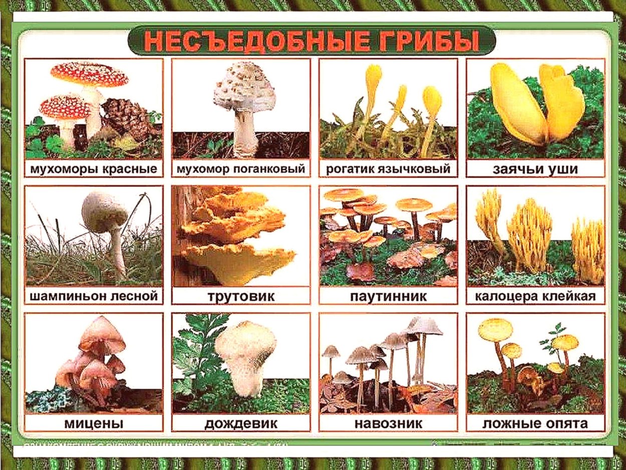 Рисунки съедобных грибов и несъедобных грибов с названиями