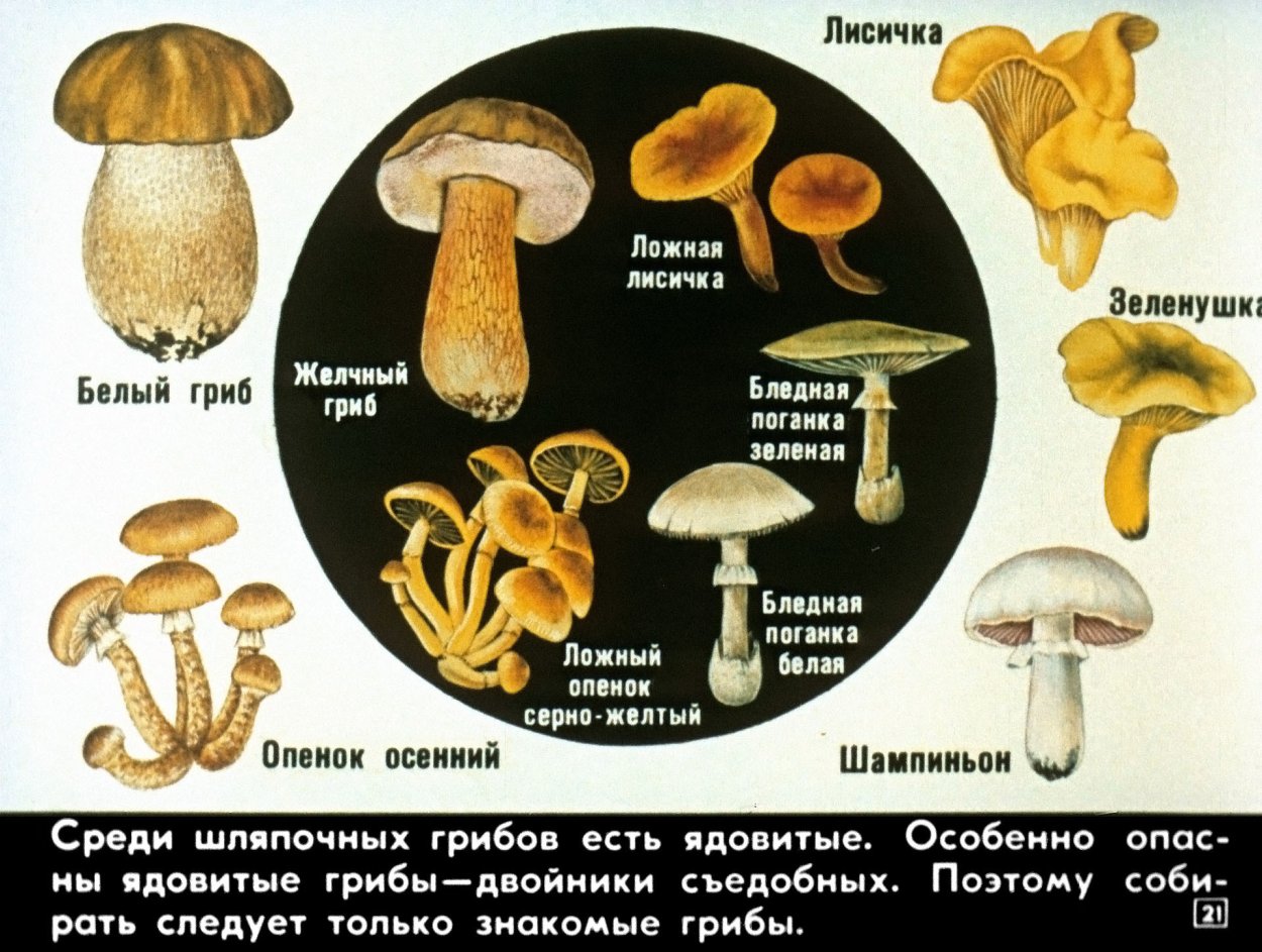 Съедобные и несъедобные грибы таблица