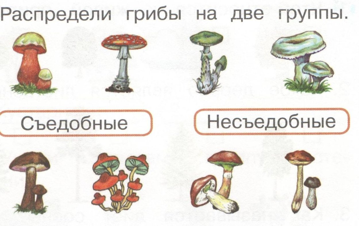 Гриб-зонтик съедобный и несъедобный