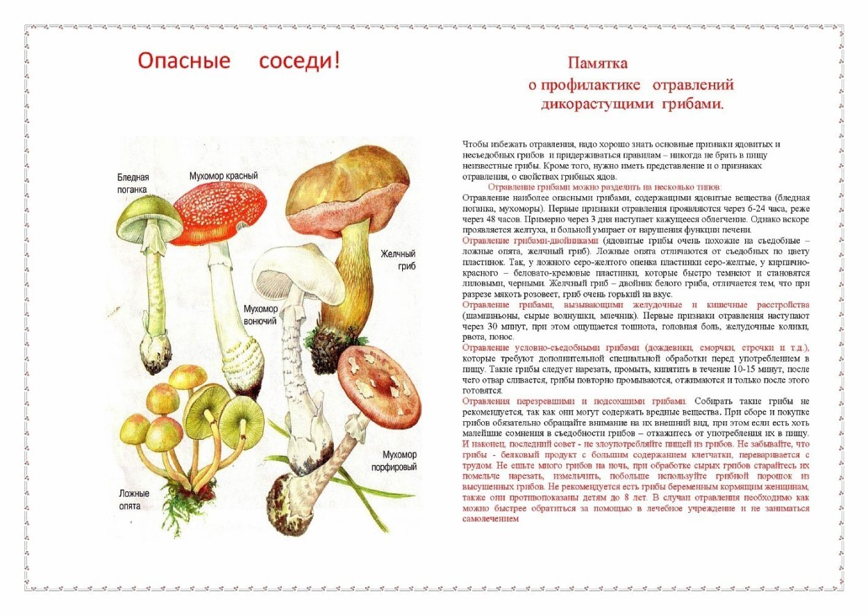 Съедобные грибы и ядовитые грибы таблица