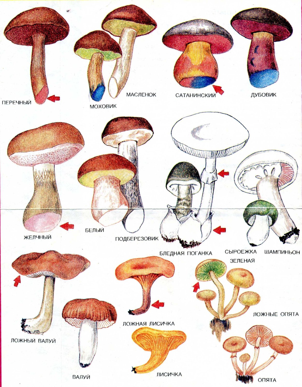 Лепиота гребенчатая Lepiota cristata