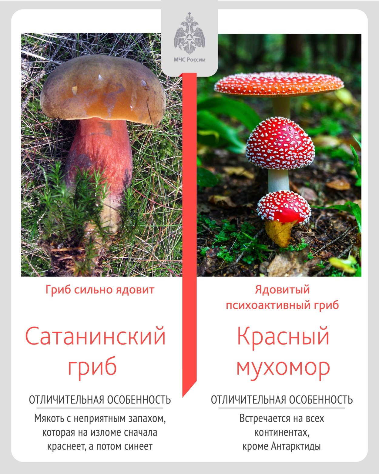 Мухомор