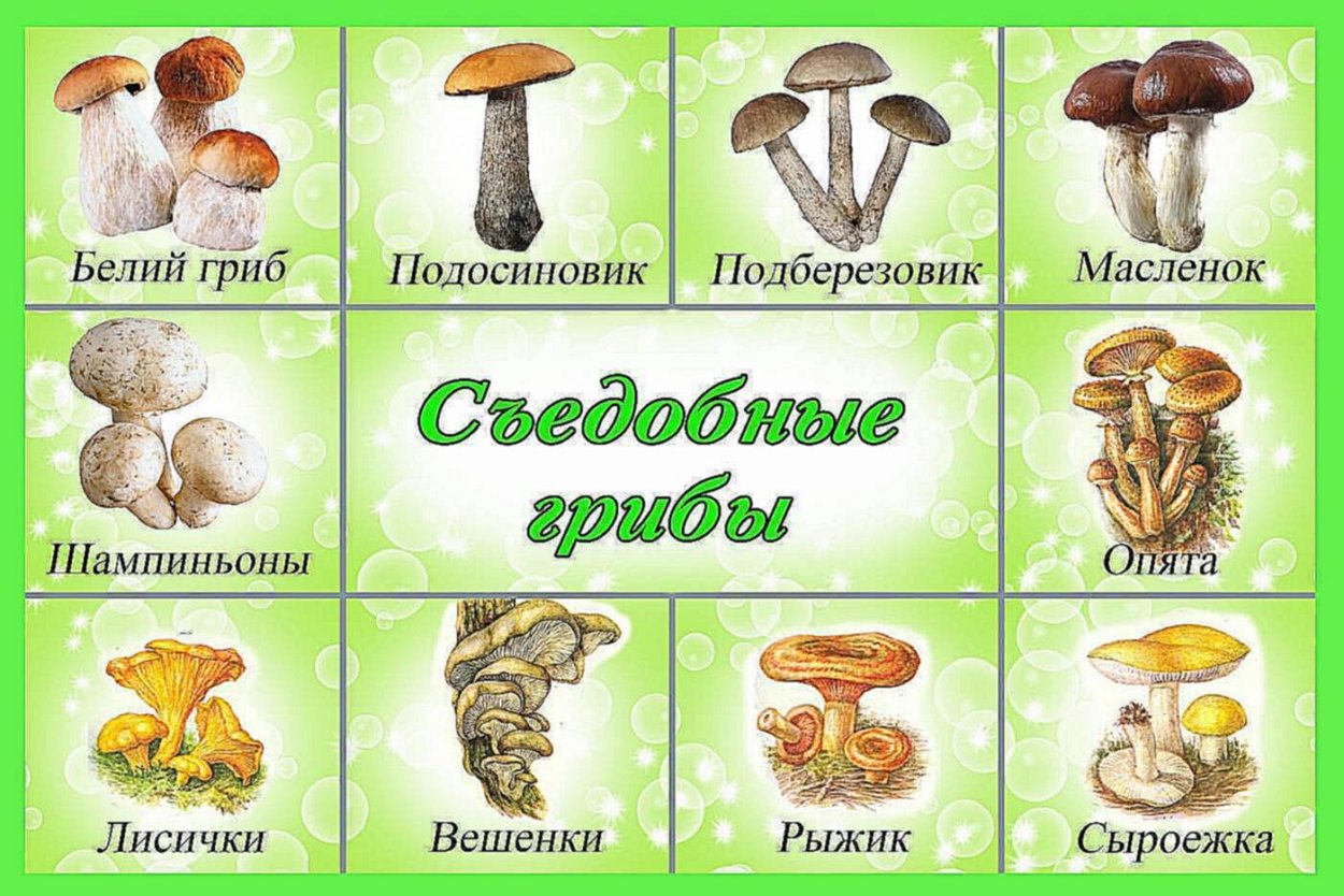 Съедобные грибы таблица