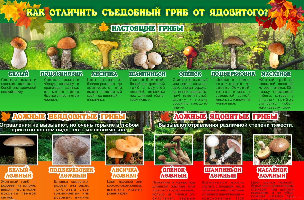Грибы: съедобные и несъедобные