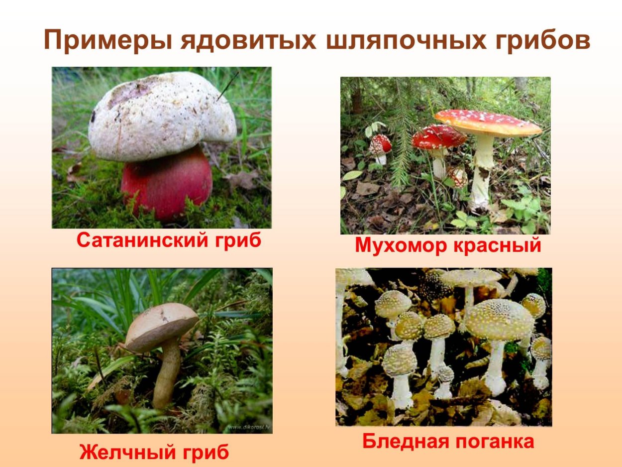 Сатанинский гриб , мухомор , бледная поганка