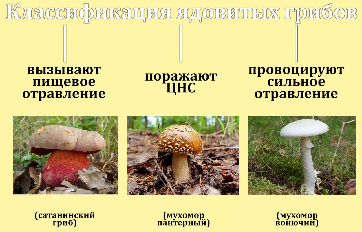 Классификация грибов съедобные и несъедобные