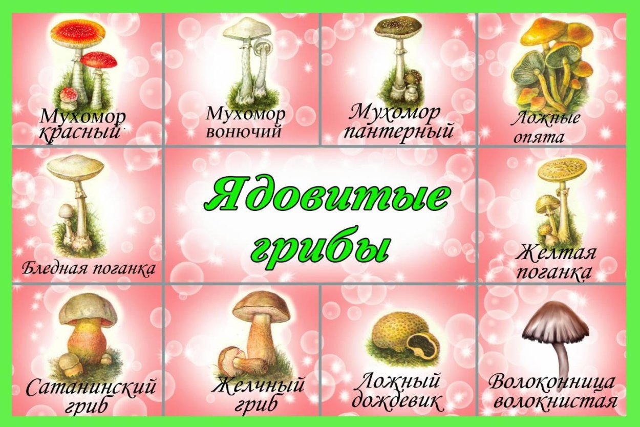 Гриб-зонтик съедобный и несъедобный