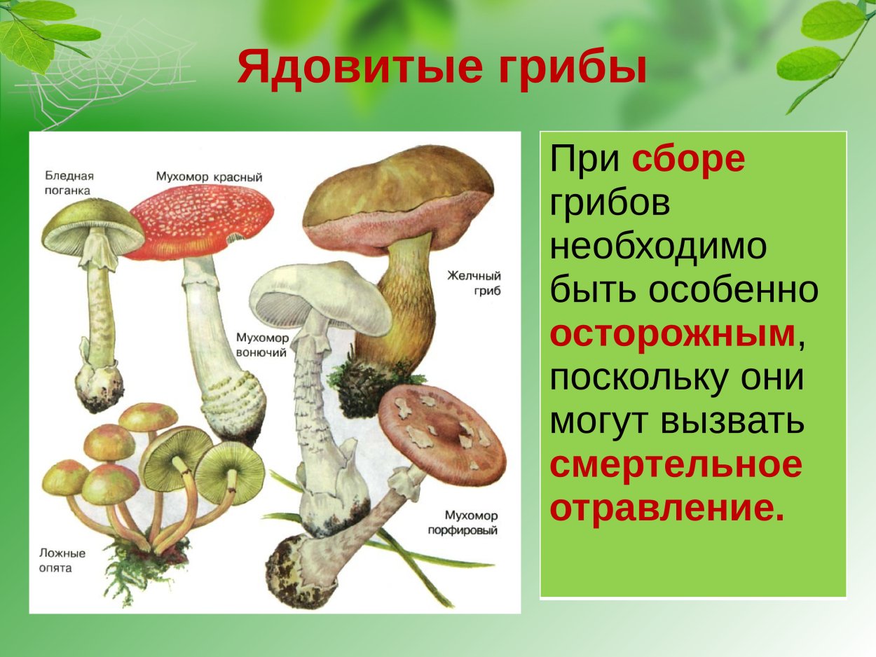 Несъедобные грибы ядовитые грибы